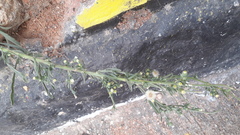 Erigeron bonariensis