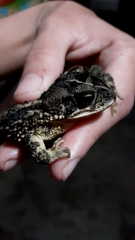 Incilius porteri