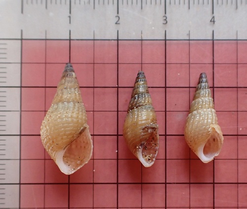 Tarebia granifera, 2022-03-01