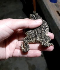 Incilius porteri