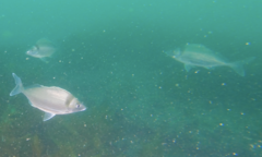 Nemadactylus macropterus