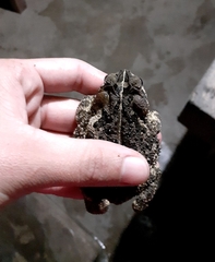 Incilius porteri