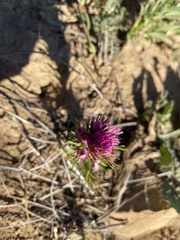 Castilleja exserta