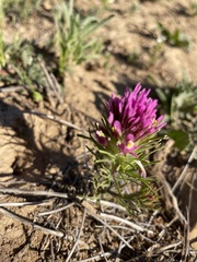 Castilleja exserta