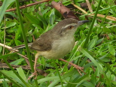 Prinia inornata