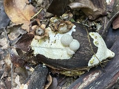 Geastrum schweinitzii