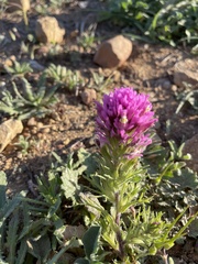 Castilleja exserta