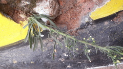 Erigeron bonariensis
