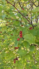 Crataegus chungtienensis