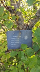 Crataegus chungtienensis