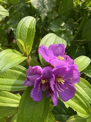 Melastoma malabathricum