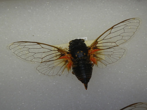 Okanagana rubrobasalis