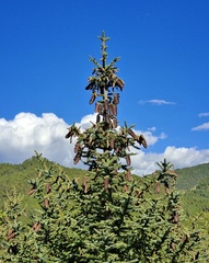 Picea neoveitchii