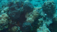 Clathria eurypa