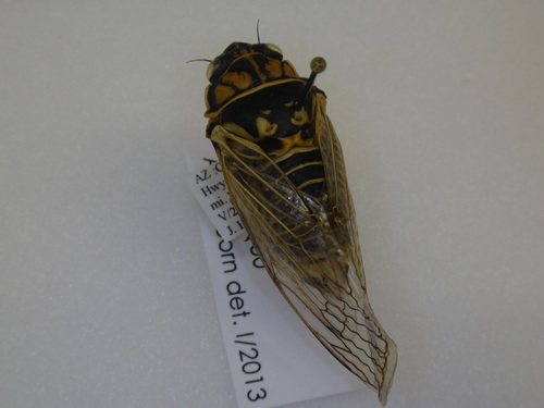 Okanagana tanneri