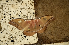 Antheraea godmani
