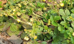 Potentilla freyniana