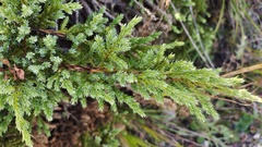 Juniperus squamata