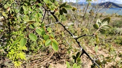 Rosa praelucens