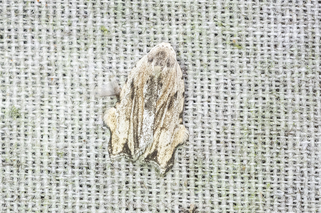 Tortricosia classeyi