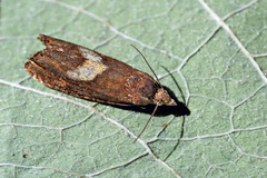 Dichrorampha flavidorsana
