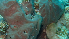 Clathria eurypa