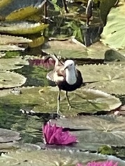 Hydrophasianus chirurgus