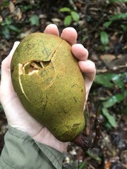 Theobroma subincanum
