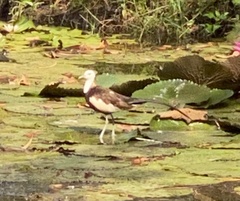 Hydrophasianus chirurgus