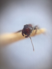 Trichomyrmex