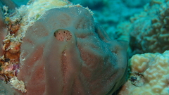 Clathria eurypa