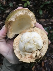 Theobroma subincanum