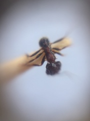 Trichomyrmex