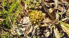 Gentiana crassicaulis
