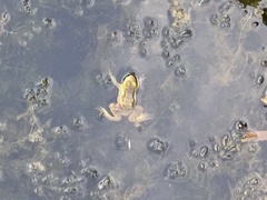 Euphlyctis hexadactyla