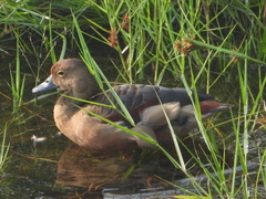 Dendrocygna javanica