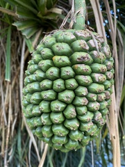 Pandanus odorifer