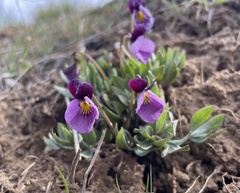 Viola trinervata