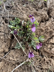 Viola trinervata