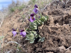 Viola trinervata