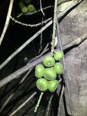 Ficus