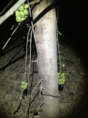 Ficus