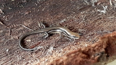 Marisora brachypoda