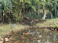 Porphyrio poliocephalus