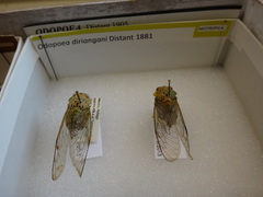 Dyticodopoea diriangani