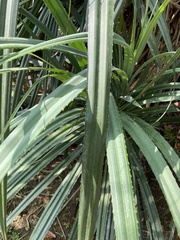 Pandanus odorifer