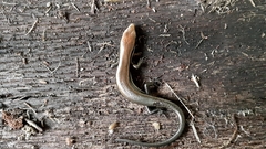 Marisora brachypoda
