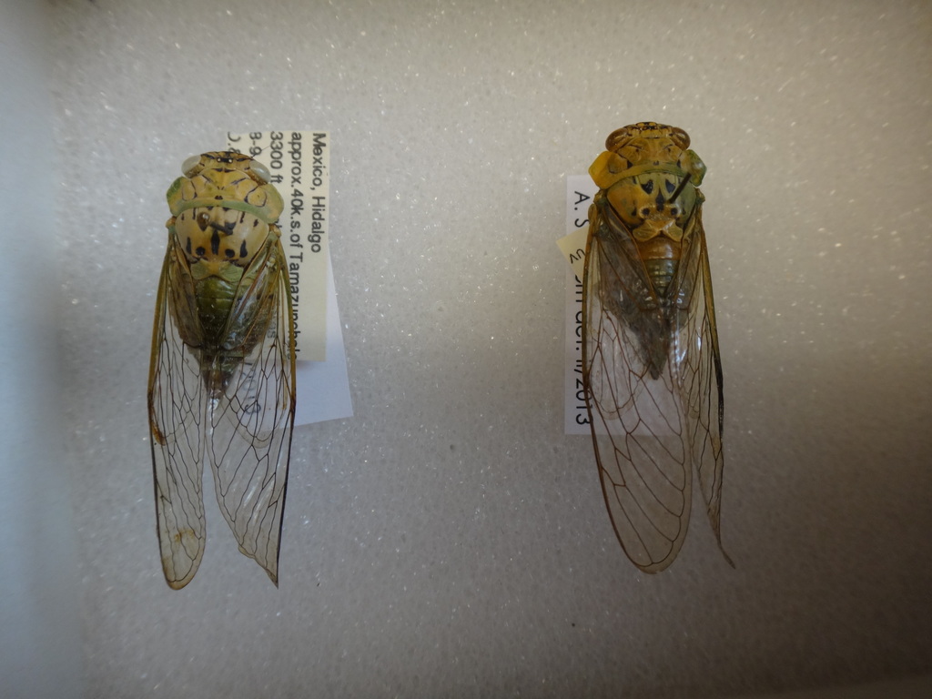 Dyticodopoea diriangani