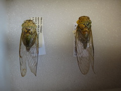 Dyticodopoea diriangani