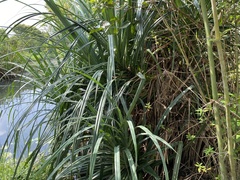 Pandanus odorifer